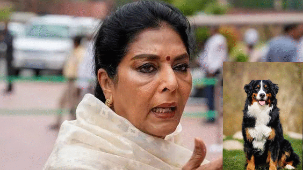 కుక్క గొప్పది!
