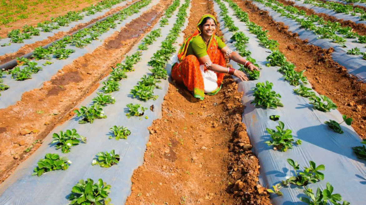 సాగు.. సవాళ్లు.. సంస్కరణలు
